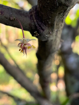 Close-up of a blooming cacao tree flower. Crisp macro photography highlights delicate textures. A shallow depth of field creates creamy bokeh. Ideal for agricultural design backgrounds