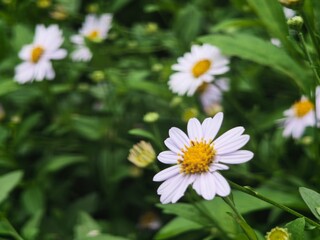 Obraz premium A close-up shot of light purple Kalimeris indica (Indian aster) flowers with bright yellow centers blooming amidst lush green foliage.