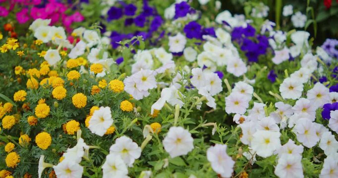 Tracking shot of a multi-colored flower bed densely planted with vibrant purple, pink, white petunia flowers, and bright yellow marigolds. Dynamic shot of a colorful flower garden.
