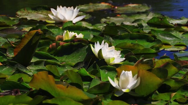 Blooming white water lilies on the surface of a pond among green leaves