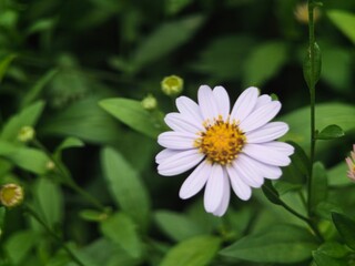 Fototapeta premium A close-up shot of light purple Kalimeris indica (Indian aster) flowers with bright yellow centers blooming amidst lush green foliage.
