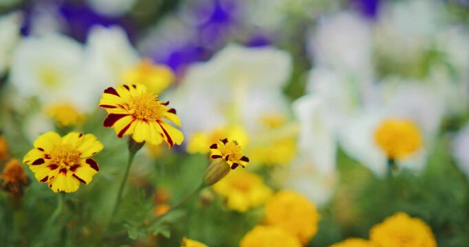 Yellow marigold bloom on a bright spring day. Flowers blooming with a soft bokeh background. Handheld shot of flowers in a garden.
