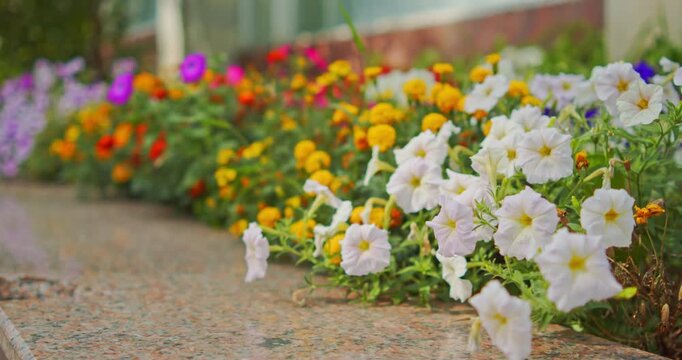 Low angle horizontal shot of white petunias and random flowers blooming in a city park on a bright summer day. Real time video of a beautiful blooming flower garden outdoors.