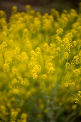 Obraz premium Delicate yellow wildflowers in a soft focus