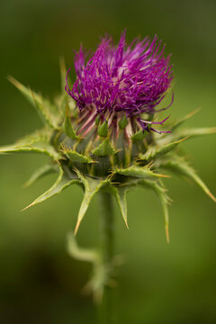 A close up of a purple thistle flower blooming