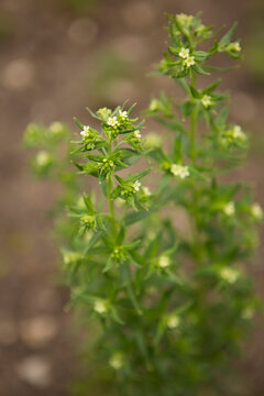 Tiny white field madder flowers blooming in a garden