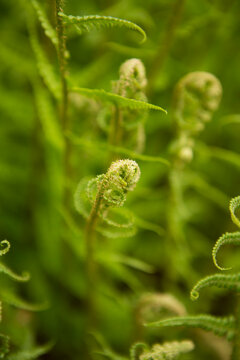 Delicate young fern fiddleheads unfurling in spring