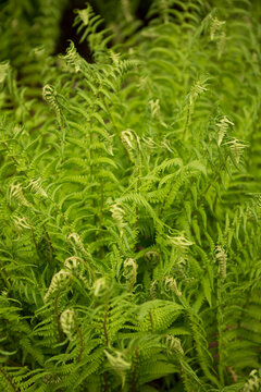 Lush green ferns with fiddleheads unfurling