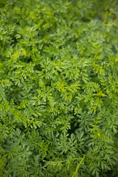 Overhead view of dense green common rue leaves