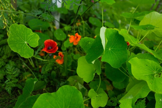 Red poppy and orange nasturtiums in a green garden