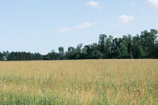 Golden field of tall grass against a treeline