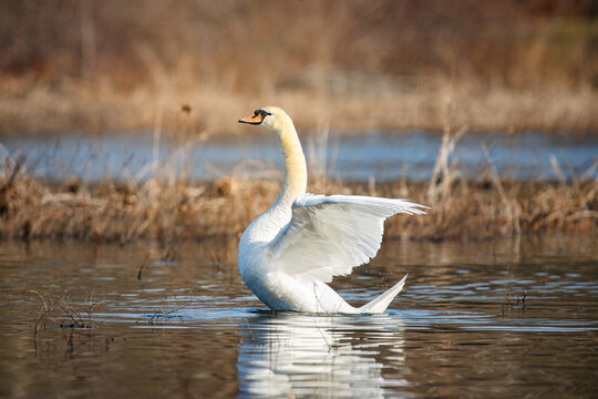 White mute swan (Cygnus olor) flapping its wings on winter pond