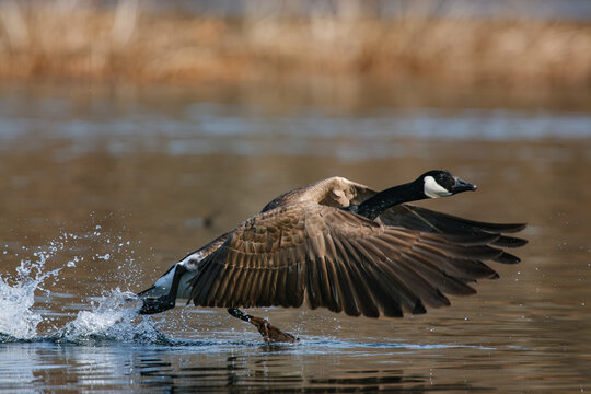 Canada Goose runs across water and flaps its wings during takeoff