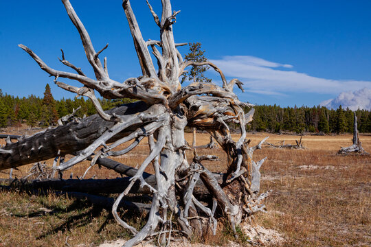 Upturned Tree Roots after 1988 Yellowstone fires