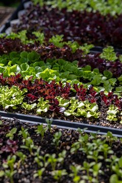 Young red and green lettuce starts growing in trays