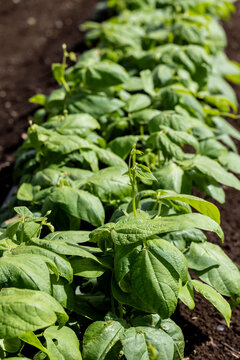 Young green bean plants growing in garden soil