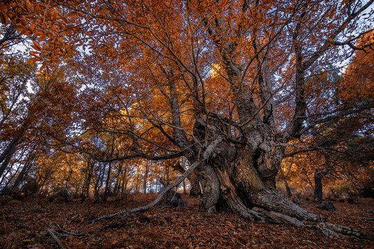 Majestic old gnarled tree in autumn forest