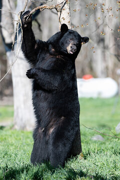 Male Black Bear Scent Marking Tree