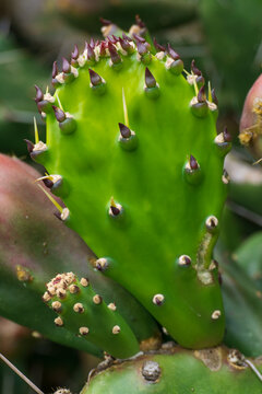 Close up of young prickly pear cactus pad with new spines