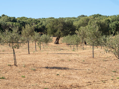 Young olive trees growing in a sunny orchard