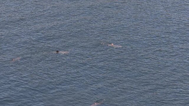 Aerial view of basking sharks at Muckross Head ,Donegal - Ireland