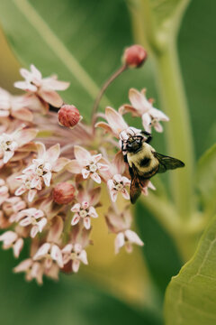 Fuzzy bumblebee collects nectar from milkweed blossom