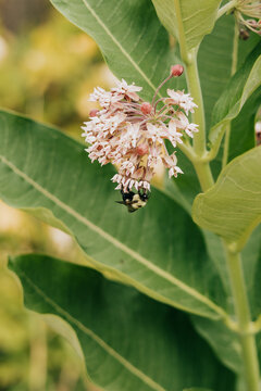 Fuzzy bumblebee hangs upside down on milkweed flower