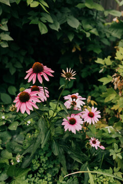 Wild pink echinacea flowers in a garden