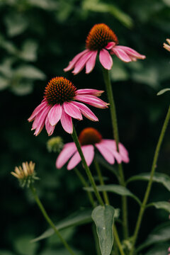 Beautiful pink echinacea coneflowers in a garden