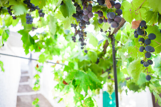 Grapevine arbor, Alpujarras, Granada, Spain