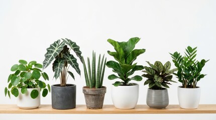 Fototapeta premium Collection of various indoor potted plants arranged in a row on a wooden shelf against a white background