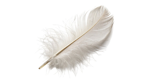 Soft lightweight white bird feather floating smoothly isolated on transparent background cut out
