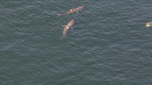 Aerial view of basking sharks at Muckross Head ,Donegal - Ireland