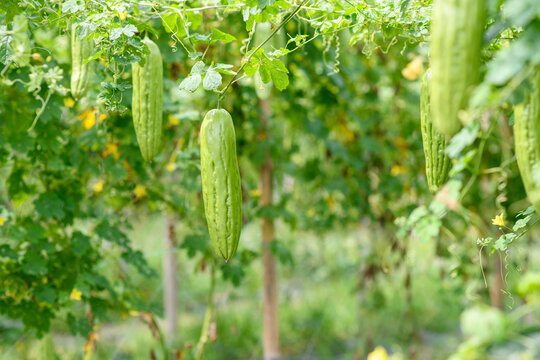 The soon to ripen bitter gourd