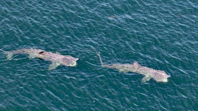 Aerial view of basking sharks in Donegal Bay - Ireland