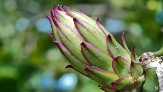 Dragon Fruit Flowers Growing on a Tree in a Farm