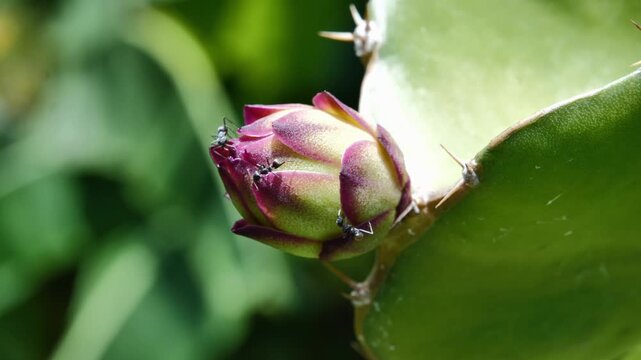 Dragon Fruit Flowers Growing on a Tree in a Farm