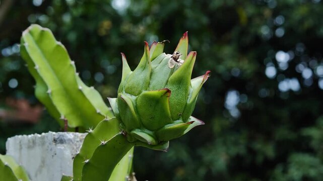 Young Green Dragon Fruit Growing on the Cactus Vine