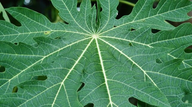 Fresh Papaya Leaves Growing on Tree