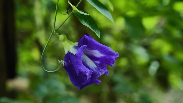 Vibrant Blue Butterfly Pea Flowers Blooming on the Vine