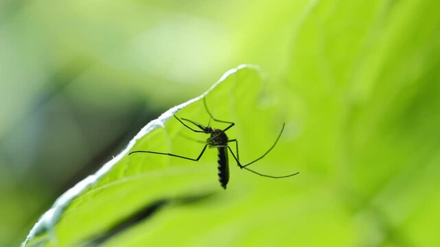 Macro Close-up of a Mosquito Resting on a Vibrant Green Leaf