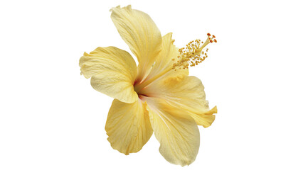 Fresh yellow hibiscus flower blossom head for tropical exotic vacation design isolated on transparent background © Olga