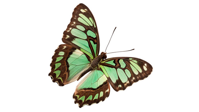 Beautiful tropical green butterfly with open wings on black background isolated on transparent background