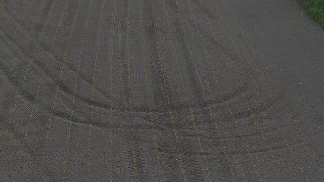 Young maize crop in the Po Valley near Monticelli d'Ongina, Piacenza, Emilia-Romagna, Italy, revealing emerging crop rows, tractor tire tracks and cultivated soil, drone forward flyover.