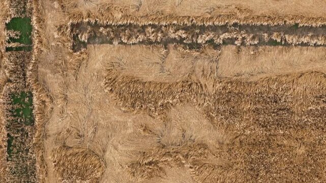 Lodged barley field in the Po Valley near Cremona, Lombardy, Italy, revealing flattened cereal crop, standing grain, harvested headland and irregular lodging patterns, top-down drone flyover.