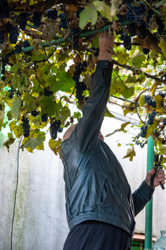 Gardener Harvesting Ripe Black Grapes from Overhead Vine Arbor with Pruning Shears in Autumn