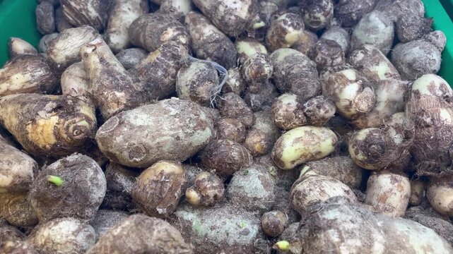 Fresh taro root (known locally as arbi or colocasia)  in Market Basket  Raw Taro Vegetable Harvest Closeup