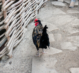 Beautiful Black and Gold Rooster Standing in a Rural Yard near a Traditional Wattle Fence © dizfoto1973
