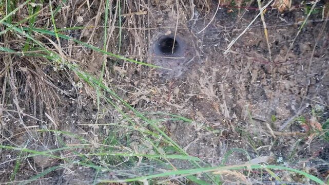 Burrow of a trapdoor spider (Atypus) in the Bernese Oberland, Switzerland, hidden in alpine soil and vegetation. A fascinating example of native spider habitat and wildlife