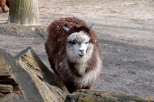 Cute Fluffy Brown and White Alpaca Standing Outdoors on Farm, Close Up Portrait of Domesticated Llama